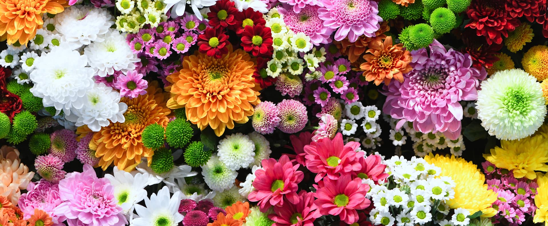 bg-diseñamos-cuidamos-jardin.jpg