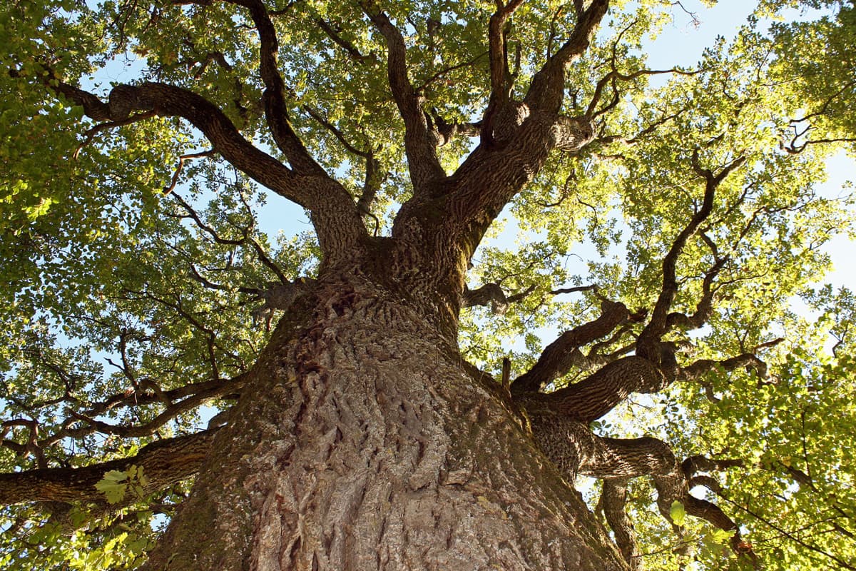 Clareo de montes