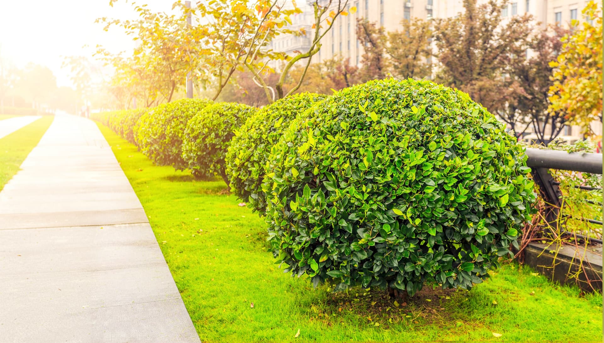 Perfilado de setos en jardín en Ourense
