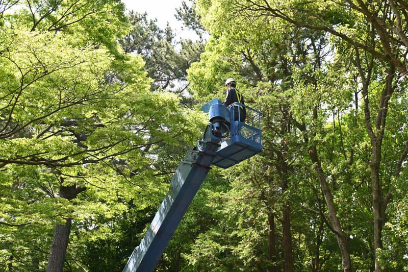 Poda de árboles en altura en Ourense