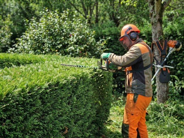 Mantenimiento periódico y perfilado de setos en jardines de Celanova