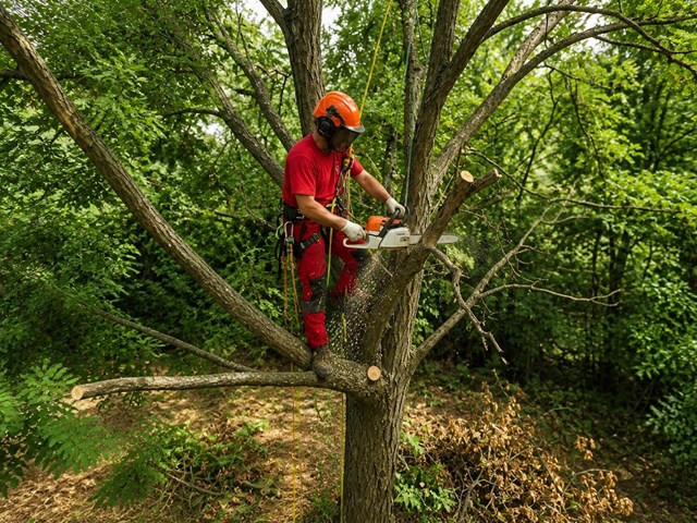 Poda de mantenimiento en altura para saneamiento de árboles en Maceda