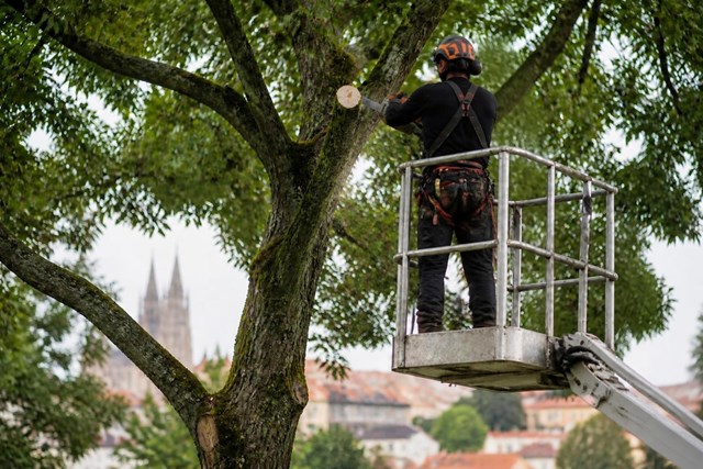 Poda en altura con gestión de permisos para especies protegidas en Santiago de Compostela - Imagen 1