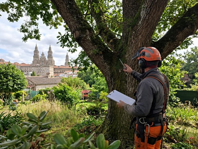Poda en altura con gestión de permisos para especies protegidas en Santiago de Compostela