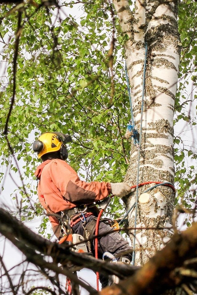 Servicios de jardinería en Ourense